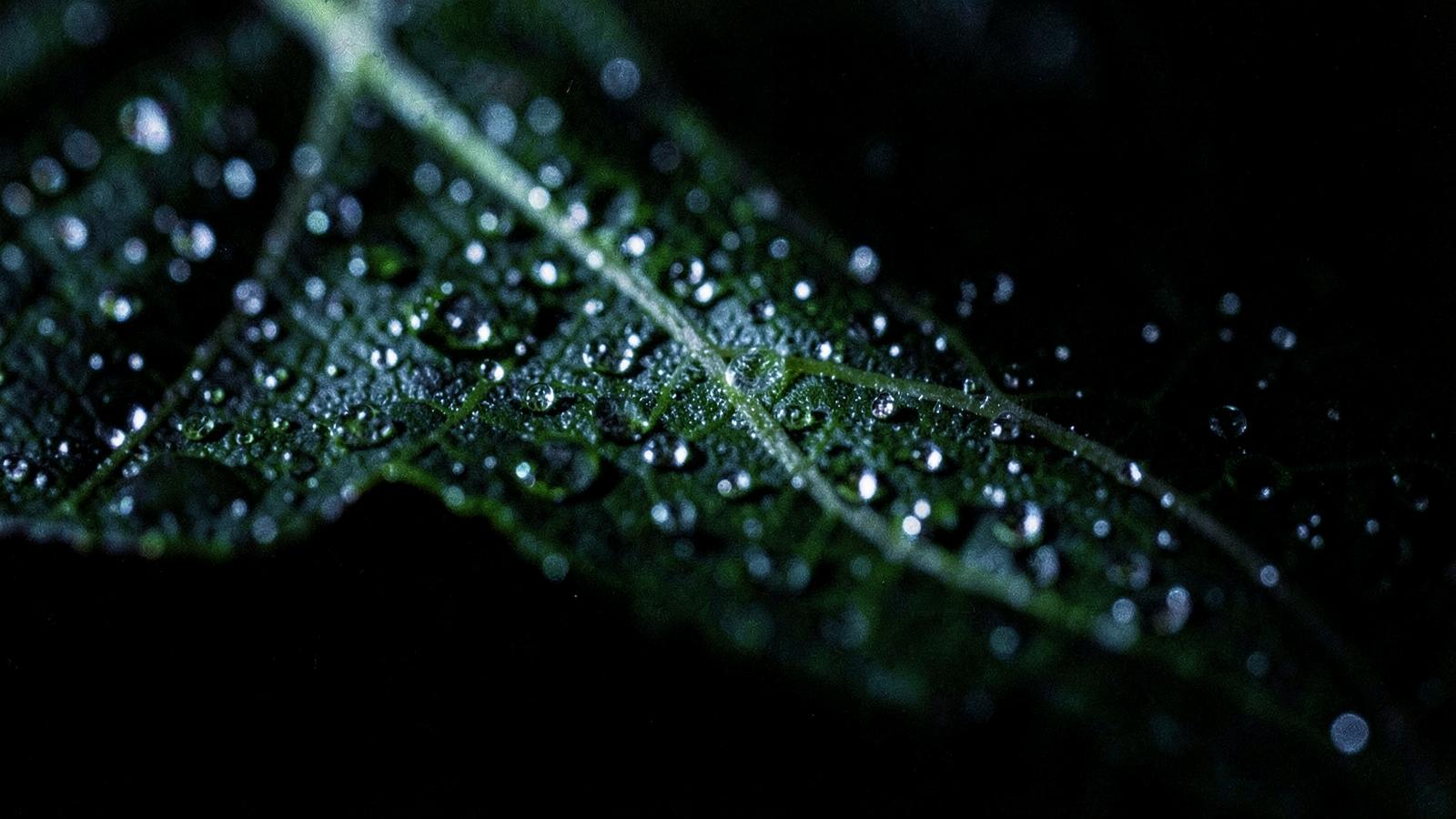 Condensation beading on the veins of a dark green leaf