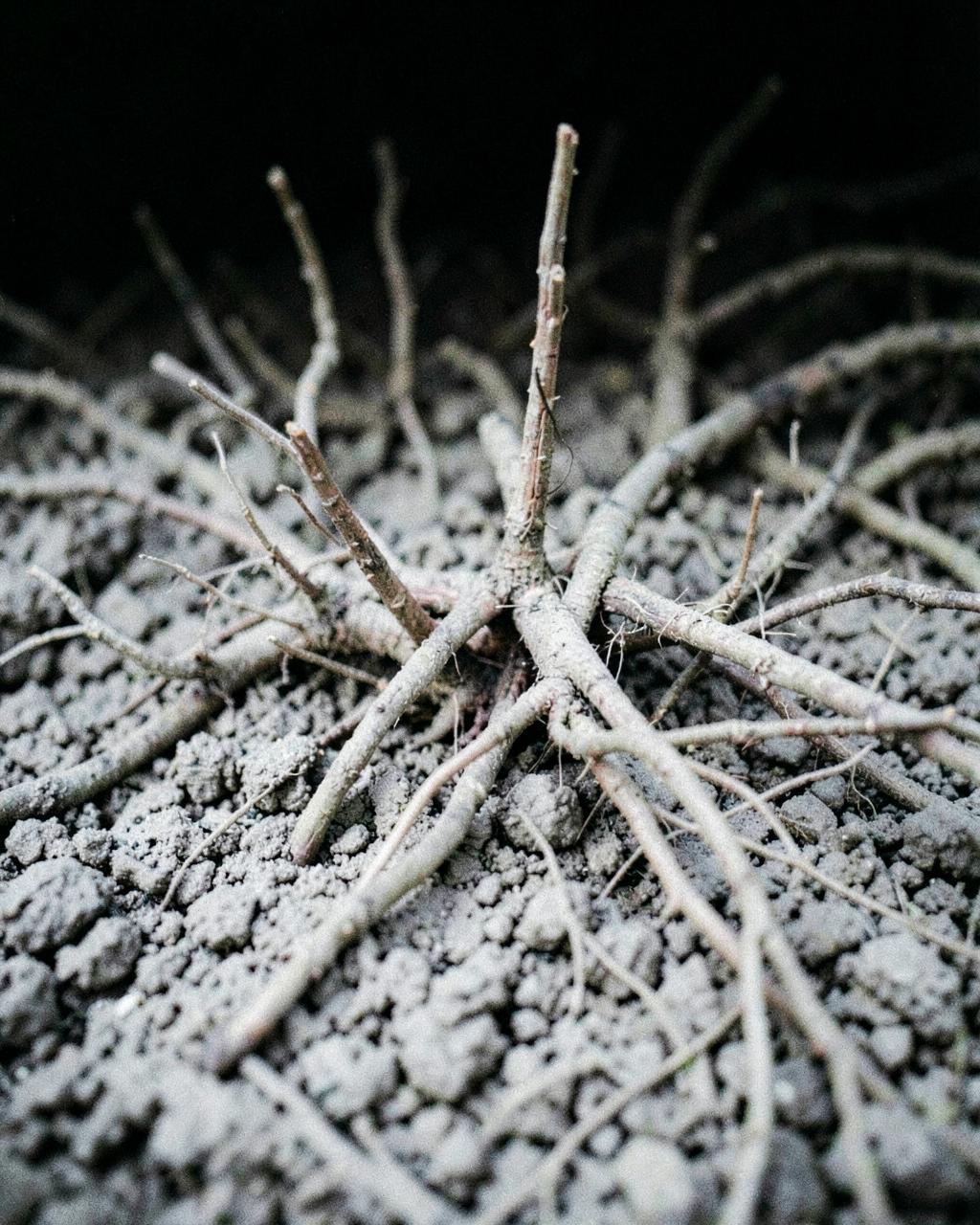 Drugged root system